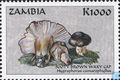Hygrophorus camarophyllus